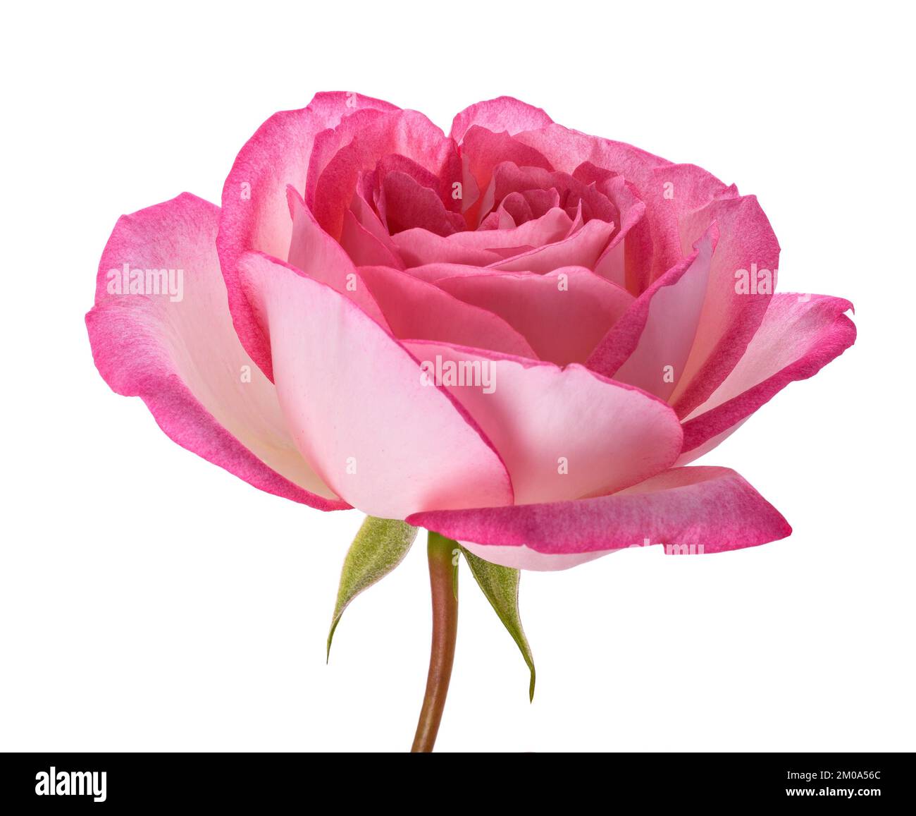 Rosa Rosenblüte isoliert auf weißem Hintergrund Stockfoto