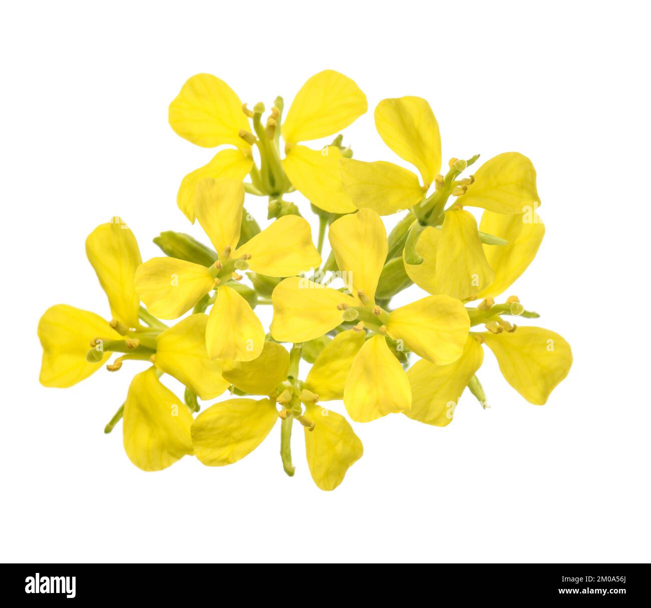 Senfblumen isoliert auf weißem Hintergrund Stockfoto