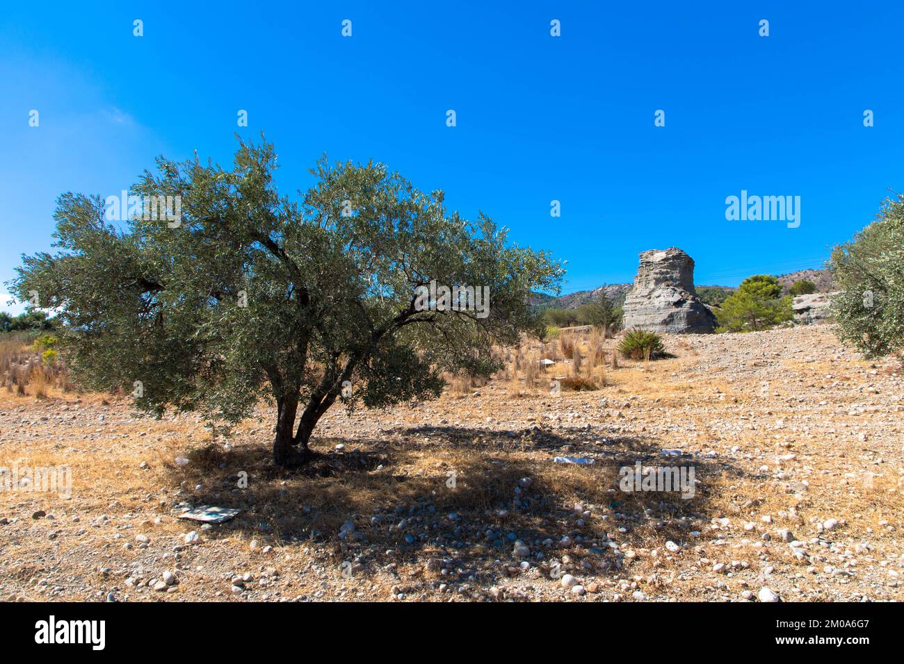 Olivenbaum und großer Stein in einer typisch griechischen Landschaft. Trockenes Klima und sonniger blauer Himmel. Rhodos-Insel, Griechenland. Stockfoto
