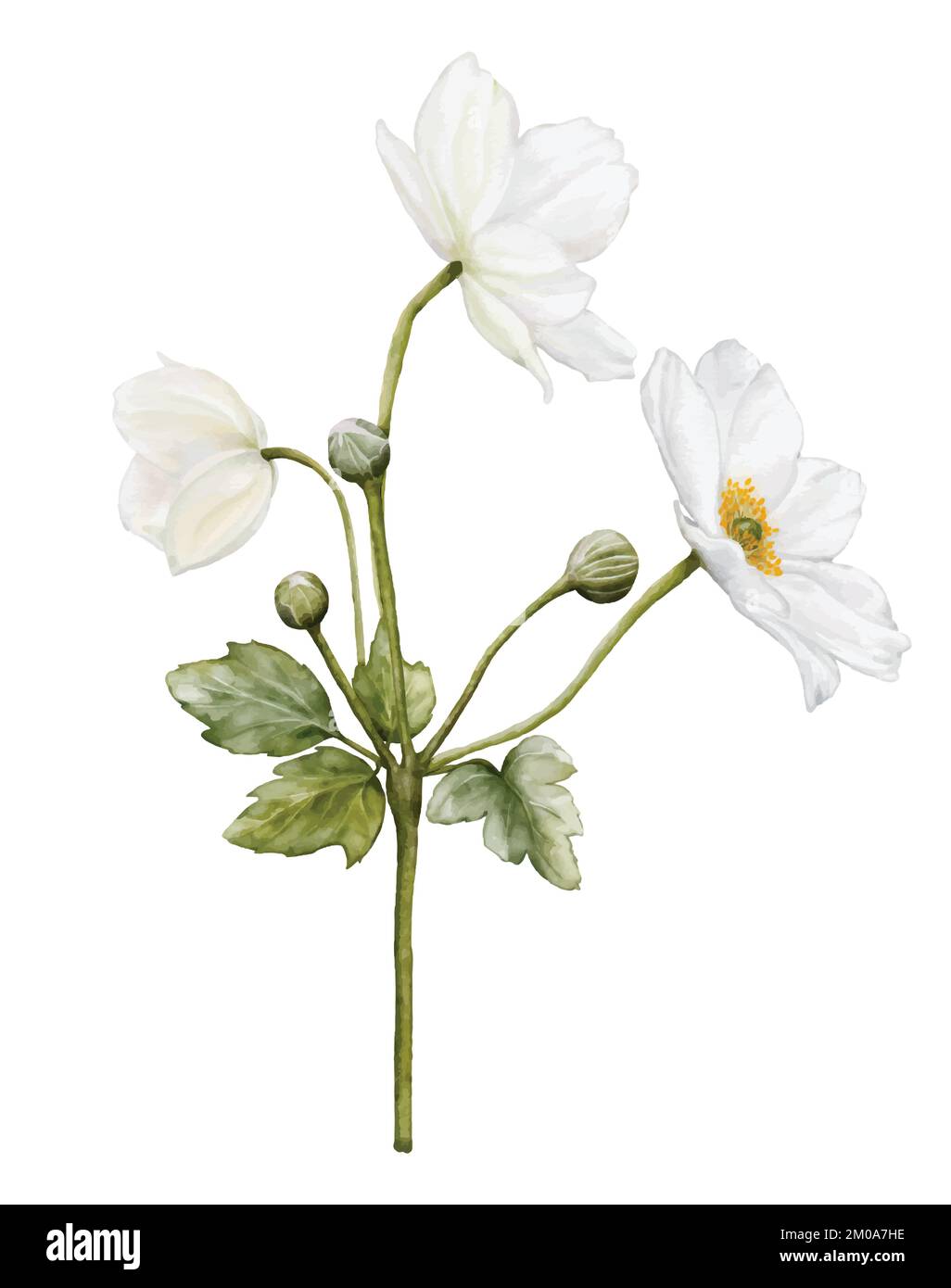 Wässrige weiße Blüten blühen. Darstellung des Anemonenstraußes isoliert auf weißem Hintergrund. Geeignet für dekorative Winterfestivals, Frühling, Hochzeit Stock Vektor