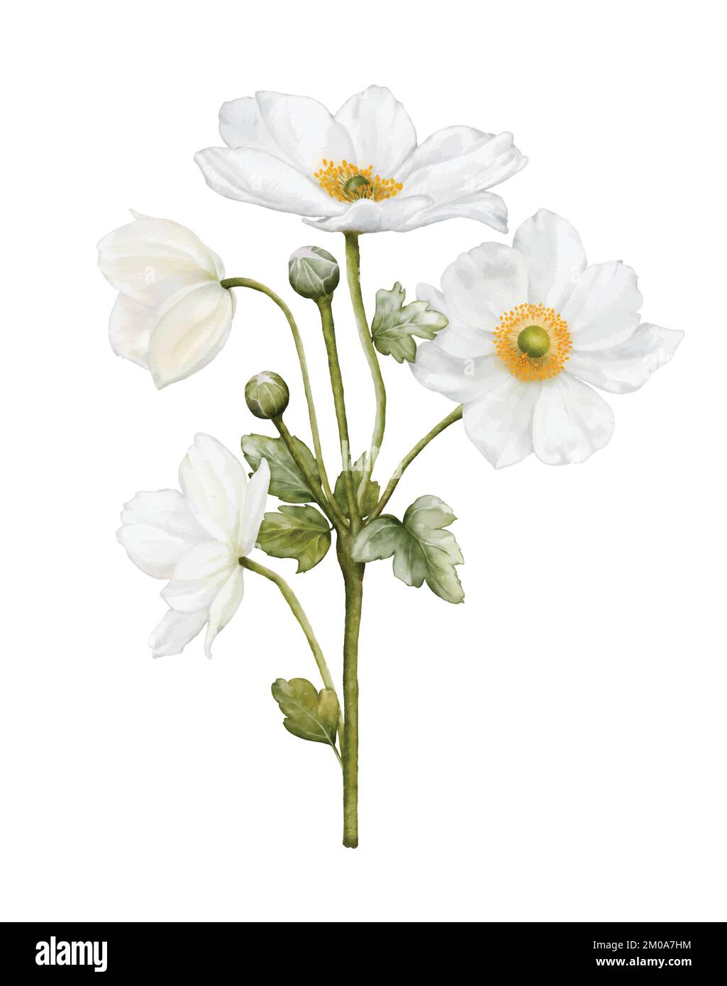 Wässrige weiße Blüten blühen. Darstellung des Anemonenstraußes isoliert auf weißem Hintergrund. Geeignet für dekorative Winterfestivals, Frühling, Hochzeit Stock Vektor