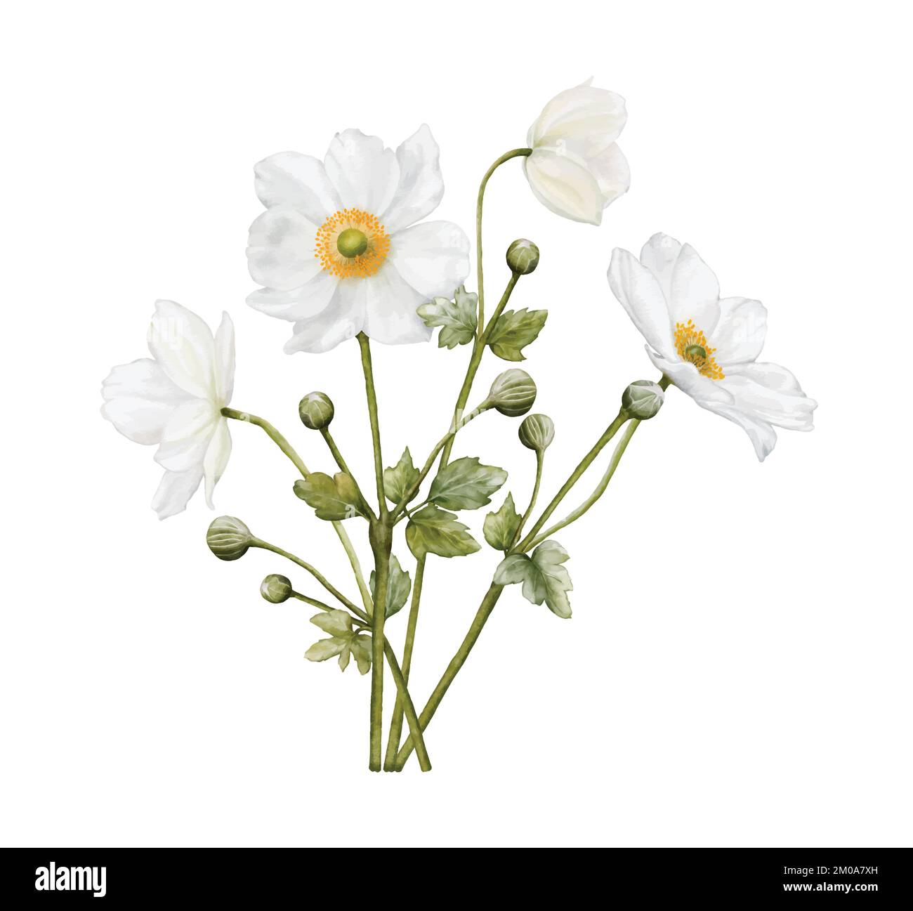 Wässrige weiße Blüten blühen. Darstellung des Anemonenstraußes isoliert auf weißem Hintergrund. Geeignet für dekorative Winterfestivals, Frühling, Hochzeit Stock Vektor