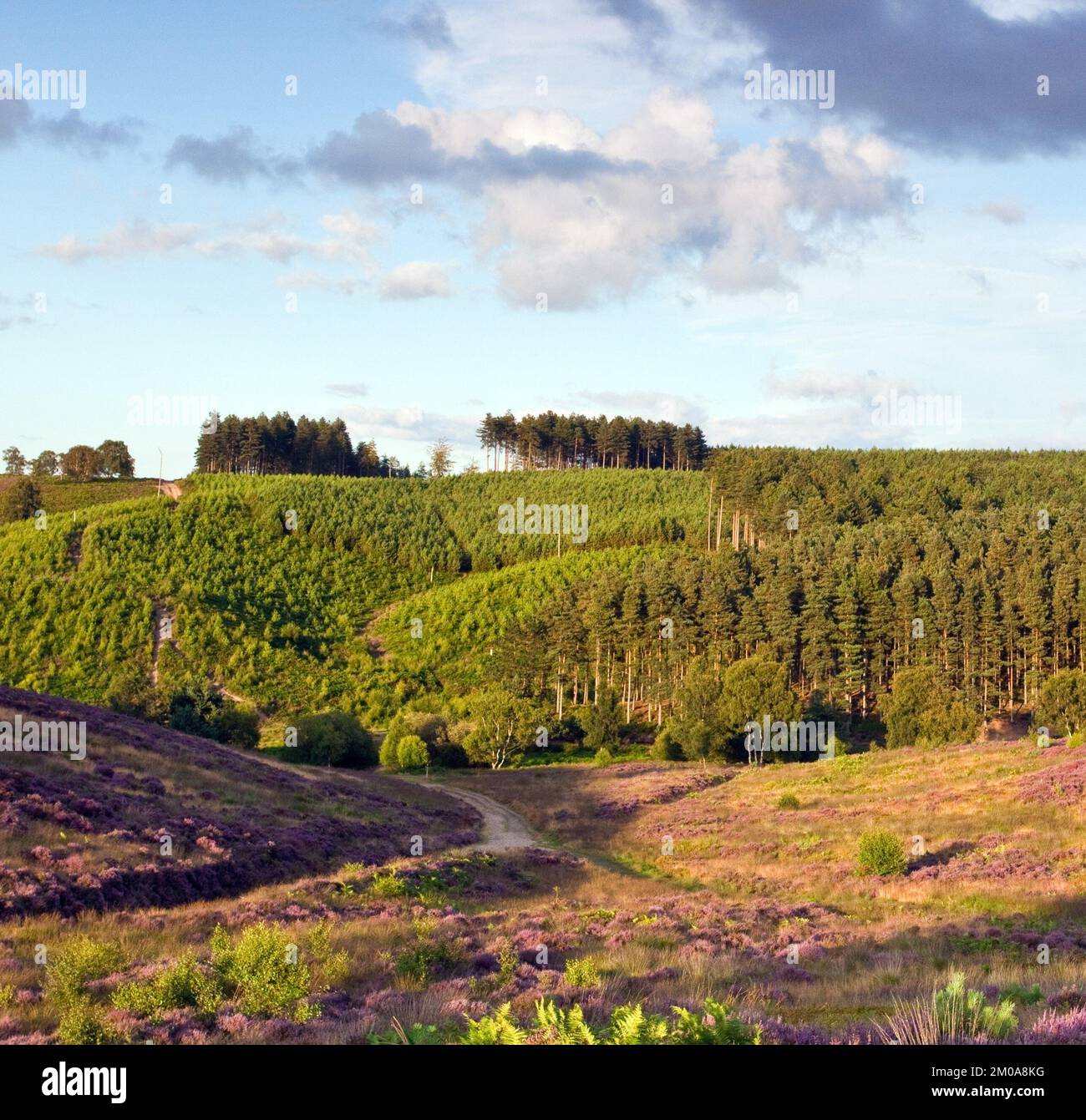 Fahren Sie im Sommer durch Heathland hinunter ins Sherbrook Valley Cannock Chase Country Park AONB (Gebiet von außergewöhnlicher natürlicher Schönheit) in Staffordshire Stockfoto