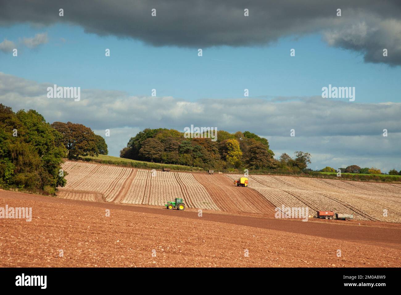 Kartoffelernte im Herbst in der Nähe des Dorothy Clive Garden (NGS) Staffordshire Stockfoto