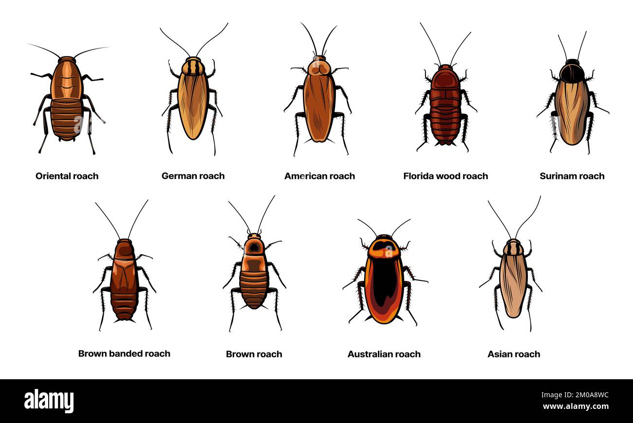 Kakerlaken-Set, Insektenschaben- und Insektenarten-Symbole, Vektor. Biologie oder Zoologie und Schädlingstierarten, asiatische Kakerlake, amerikanisches und australisches Braun oder Surinam-Kakerlake Stock Vektor