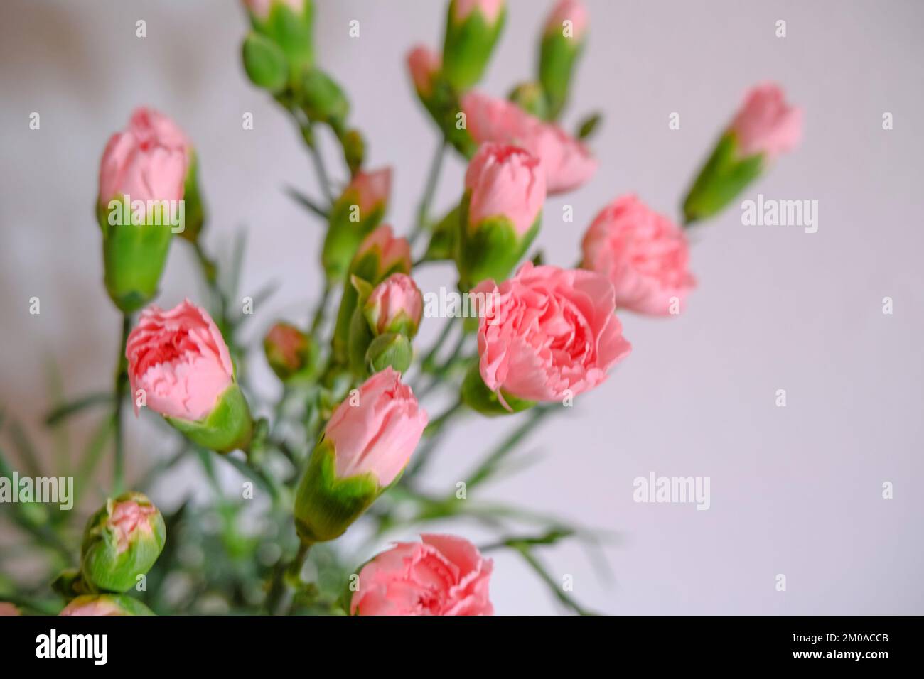 Rosafarbene Nelken blühen auf weißem Hintergrund. Blumenhintergrund. Postkartendesign Stockfoto