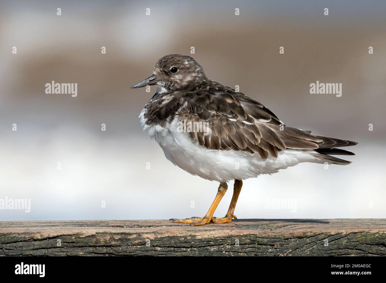Turnstone, Ruddy Turnstone, Arenaria interpres Erwachsener nicht brütende Gefieder Vogel auf einem groynen Norfolk April Stockfoto