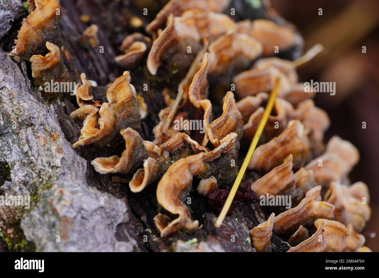 Pilze fruchtbar auf einem toten Baumstamm Stockfoto