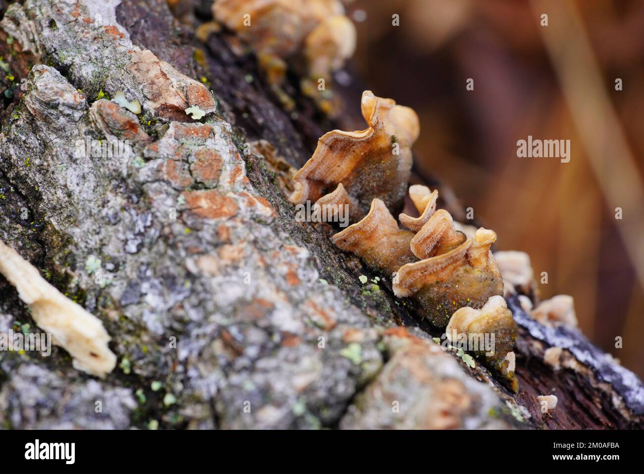 Pilze fruchtbar auf einem toten Baumstamm Stockfoto