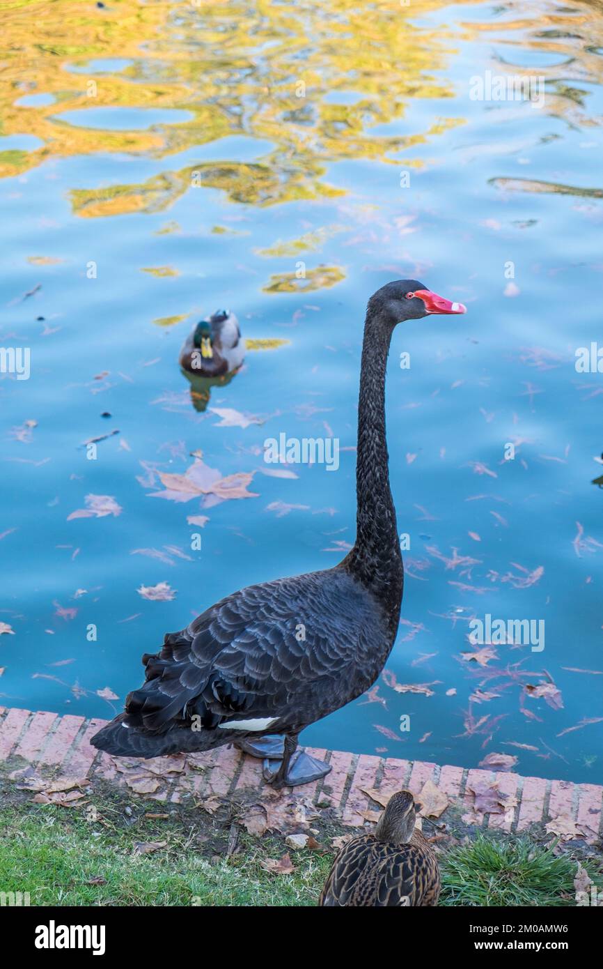 Spanien, Madrid, Parque de El Retiro, Schwarzer Schwan Stockfoto