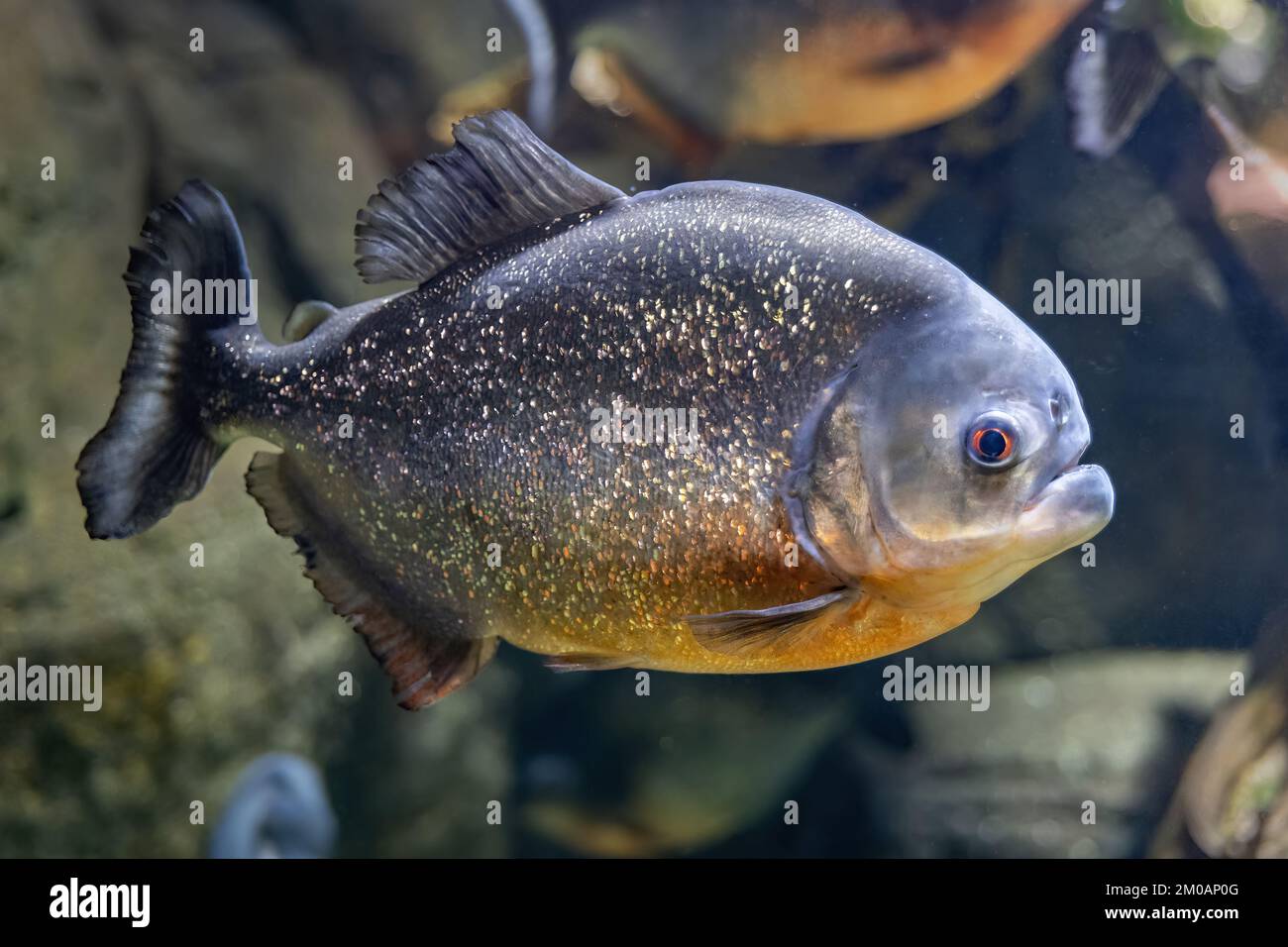 Der rothaarige Piranha (Pygocentrus nattereri)-Süßwasserfisch in der Familie Serrasalmidae, Region Südamerika. Stockfoto