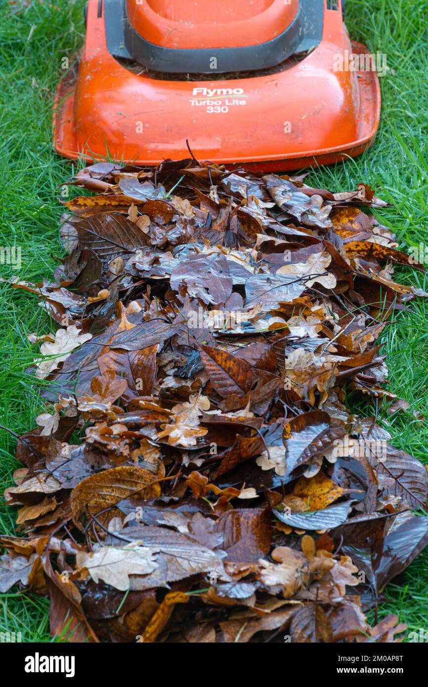 Mähen einer Reihe geharkter Herbstblätter, um im November in England, Großbritannien, Blättermulch für den Garten zu machen Stockfoto