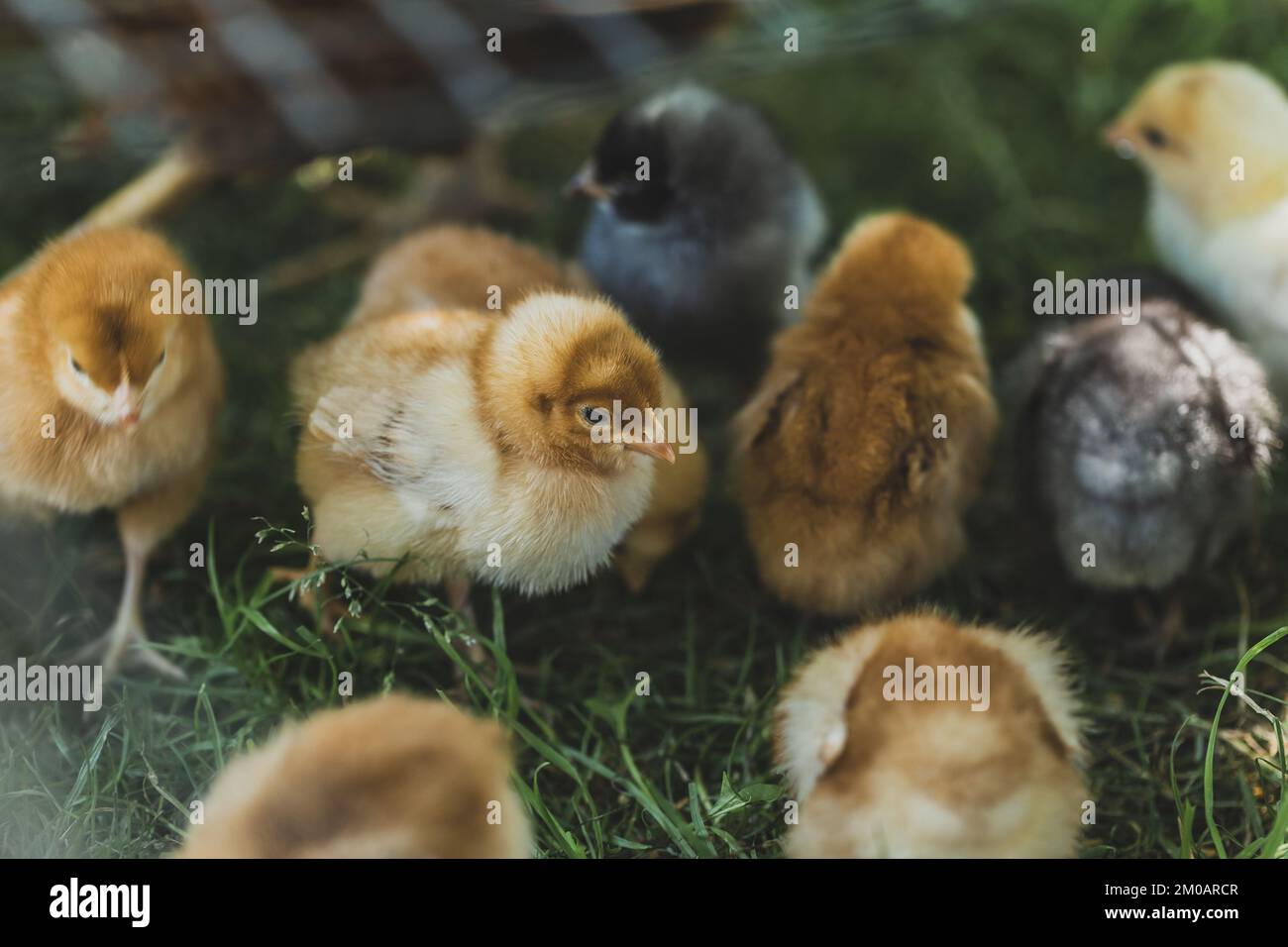 Gruppe kleiner Küken, die von einer Hennen auf einem grünen Gras auf der Bio-Geflügelfarm brüten. Geringe Schärfentiefe Stockfoto