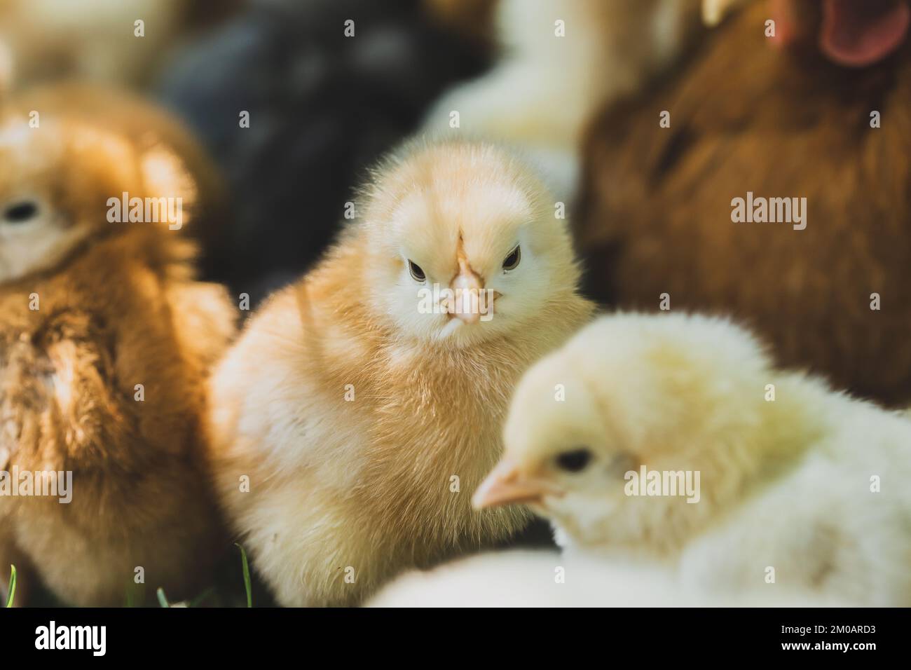 Gruppe kleiner Küken, die von einer Hennen auf einem grünen Gras auf der Bio-Geflügelfarm brüten. Geringe Schärfentiefe Stockfoto