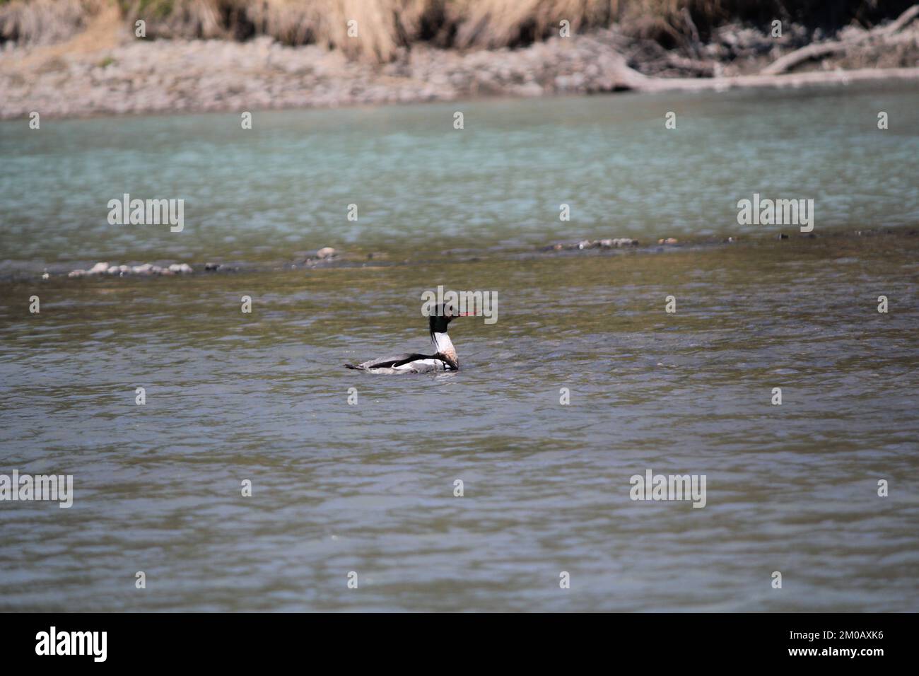 Ente schwimmt auf einem Alaska-Fluss Stockfoto