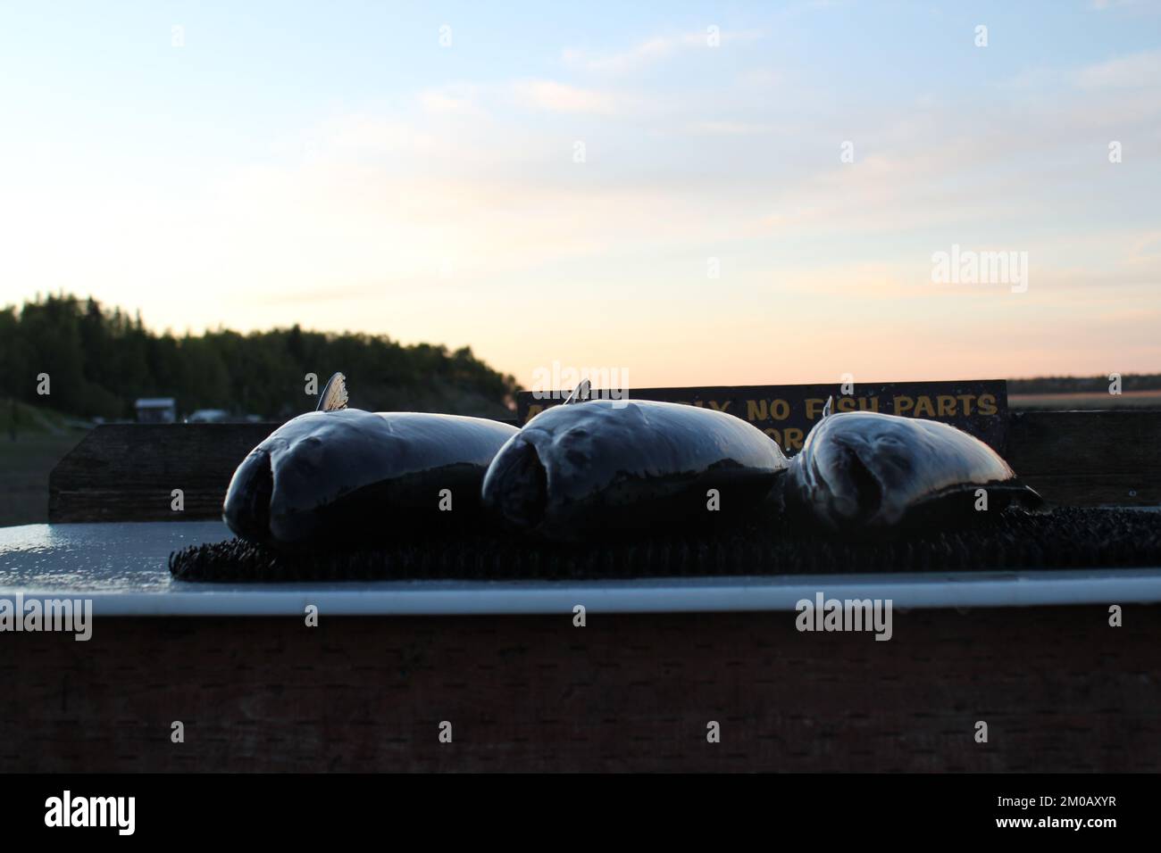 3 Lachs auf dem Putztisch Stockfoto