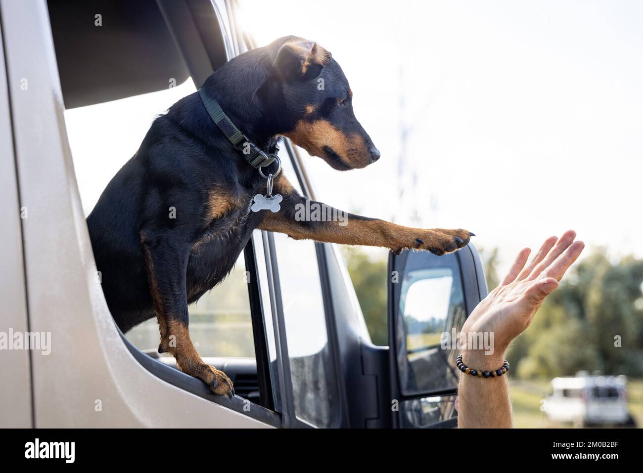 Hund in einem Lieferwagen gibt High Five Stockfoto