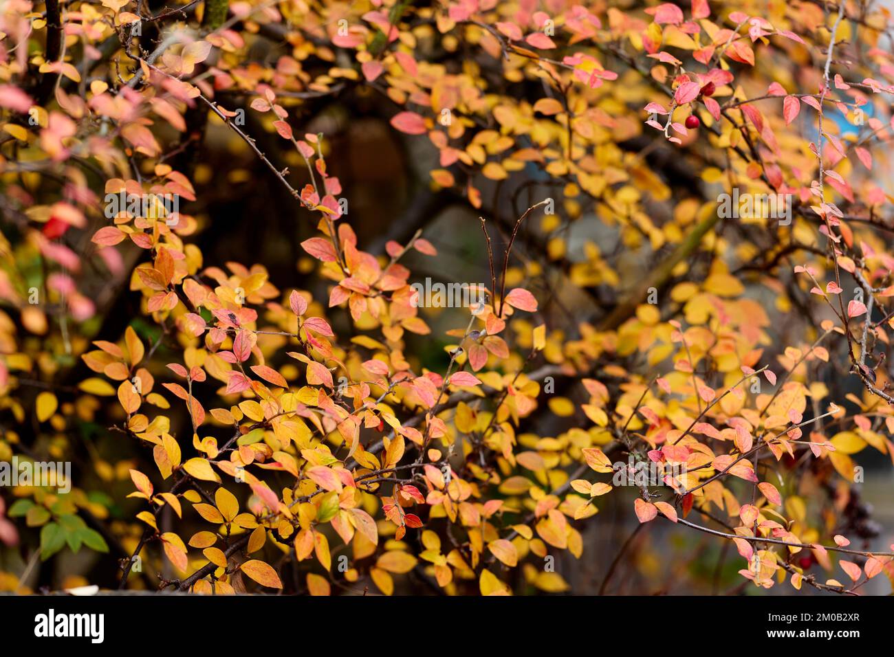 Cotoneaster Shrub Stockfoto