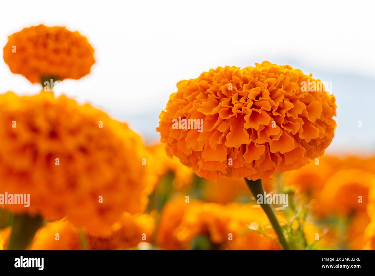 Hände eines mexikanischen Bauern, der Cempasuchil-Tagete-Blumen anbaut, mexiko Stockfoto