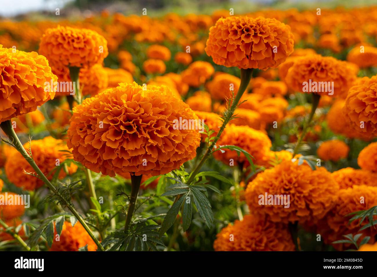 Hände eines mexikanischen Bauern, der Cempasuchil-Tagete-Blumen anbaut, mexiko Stockfoto