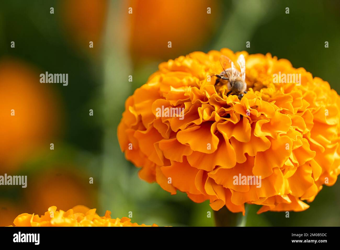Bienen essen auf Cempasuchilblüten auf dem Feld aus der Nähe Stockfoto