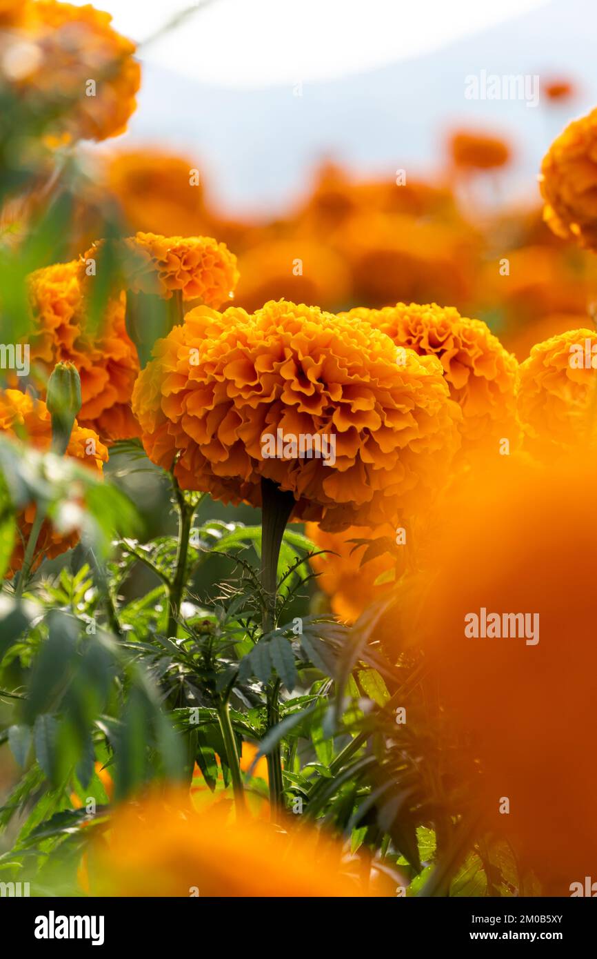 Hände eines mexikanischen Bauern, der Cempasuchil-Tagete-Blumen anbaut, mexiko Stockfoto
