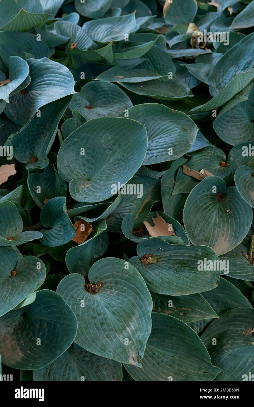 Strukturierte Blätter von Hosta sieboldiana Stockfoto