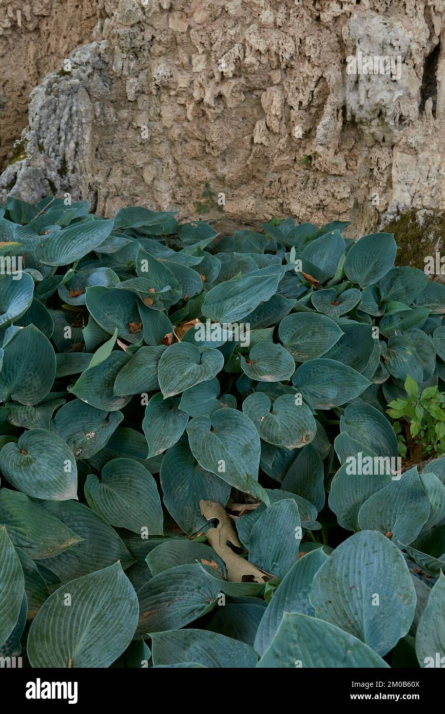 Strukturierte Blätter von Hosta sieboldiana Stockfoto
