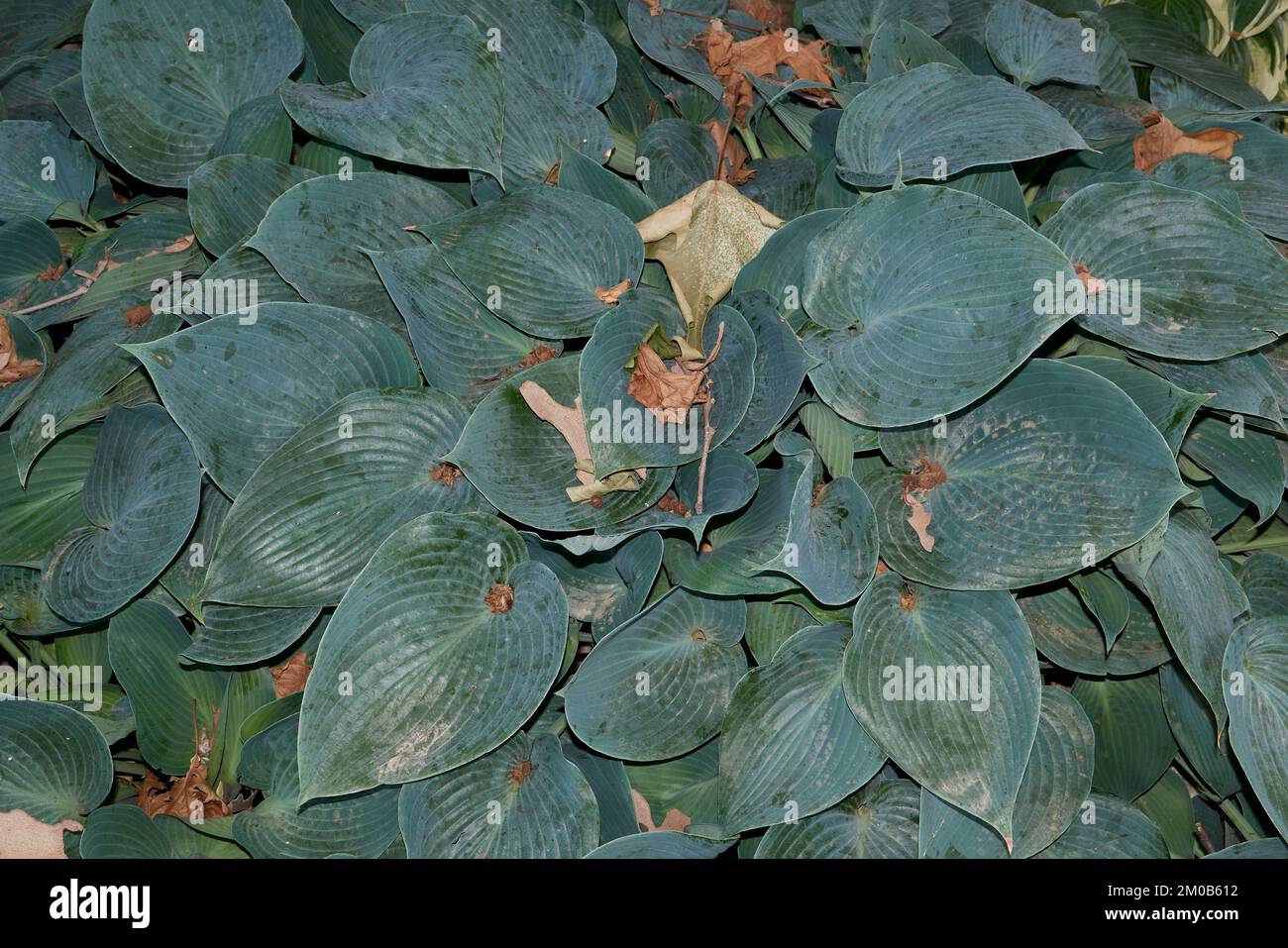 Strukturierte Blätter von Hosta sieboldiana Stockfoto