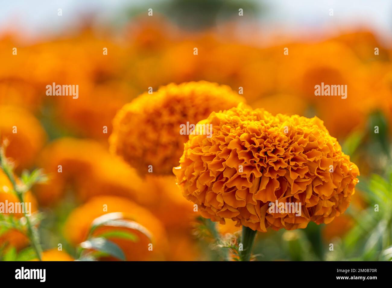 Hände eines mexikanischen Bauern, der Cempasuchil-Tagete-Blumen anbaut, mexiko Stockfoto