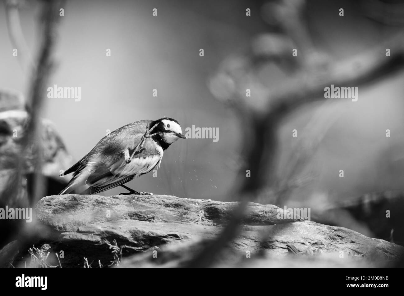 Eine Graustufe eines Wagtail Stockfoto