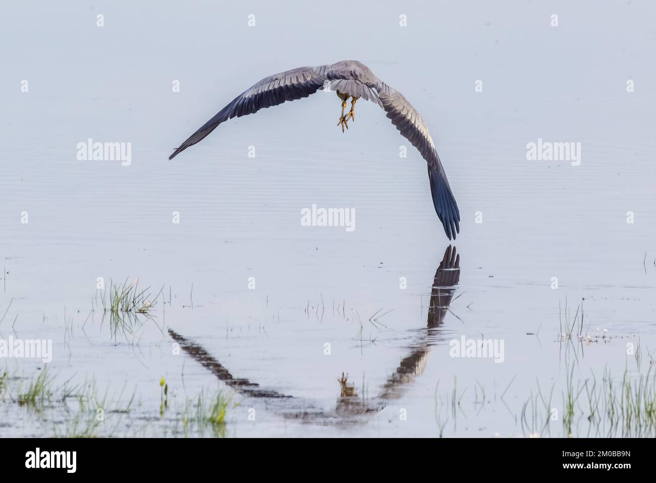 Wegfliegen Stockfoto