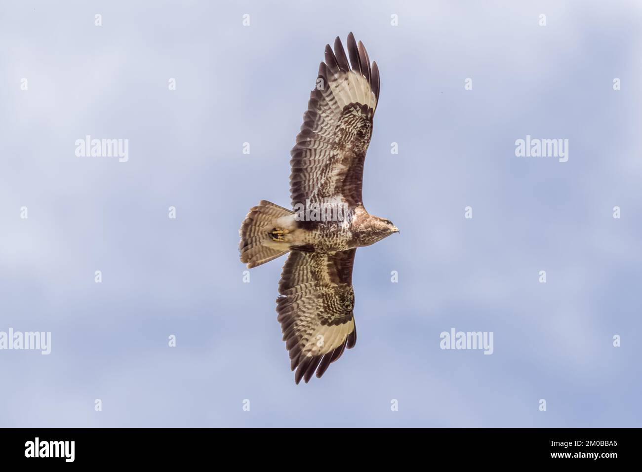 Bussard im Flug Stockfoto