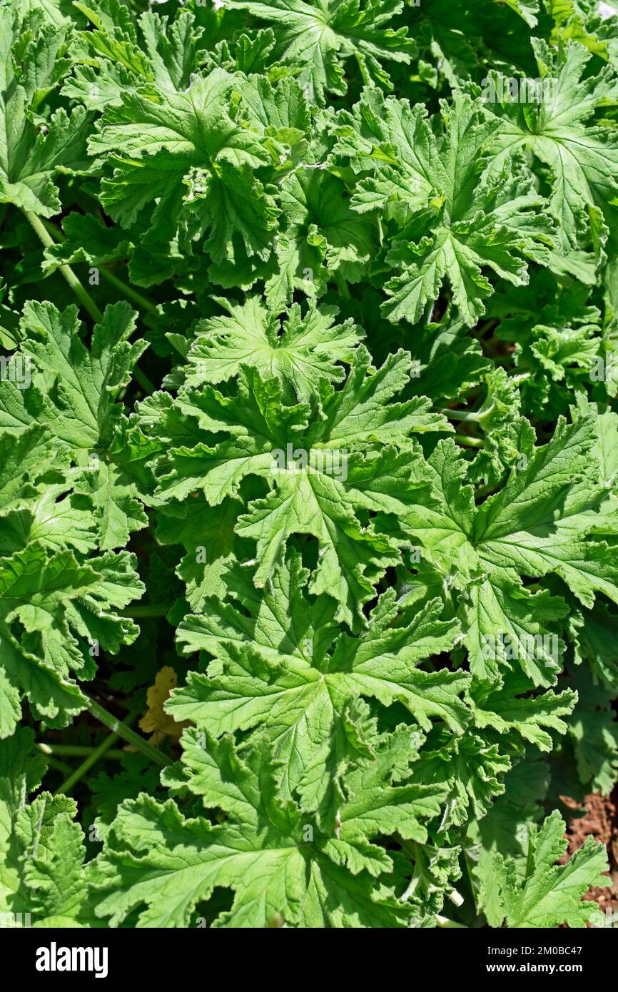 Gemeine Malvenblätter (Malva sylvestris) im Garten in Teresopolis, Rio de Janeiro, Brasilien Stockfoto