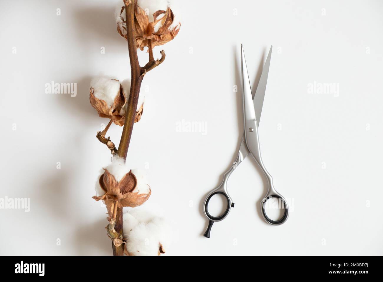 Eine Friseurschere liegt auf weißem Hintergrund neben einem trockenen Baumwollzweig, einem Friseurwerkzeug Stockfoto