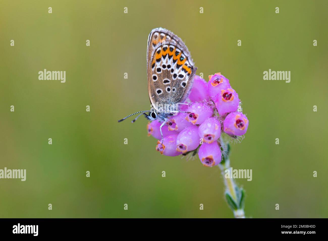 Silberbesetztes Blau (Plebejus argus) weiblicher Schmetterling, der sich im Sommer an Nektar der Kreuzblättrigen Heide (Erica tetralix) im Heidenland ernährt Stockfoto