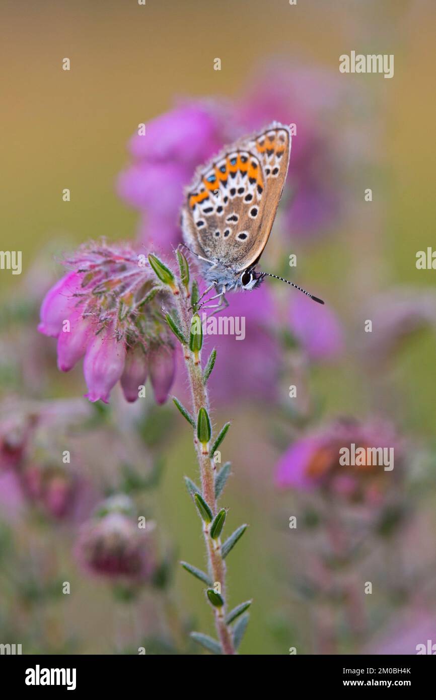 Silberbesetztes Blau (Plebejus argus) weiblicher Schmetterling, der sich im Sommer an Nektar der Kreuzblättrigen Heide (Erica tetralix) im Heidenland ernährt Stockfoto