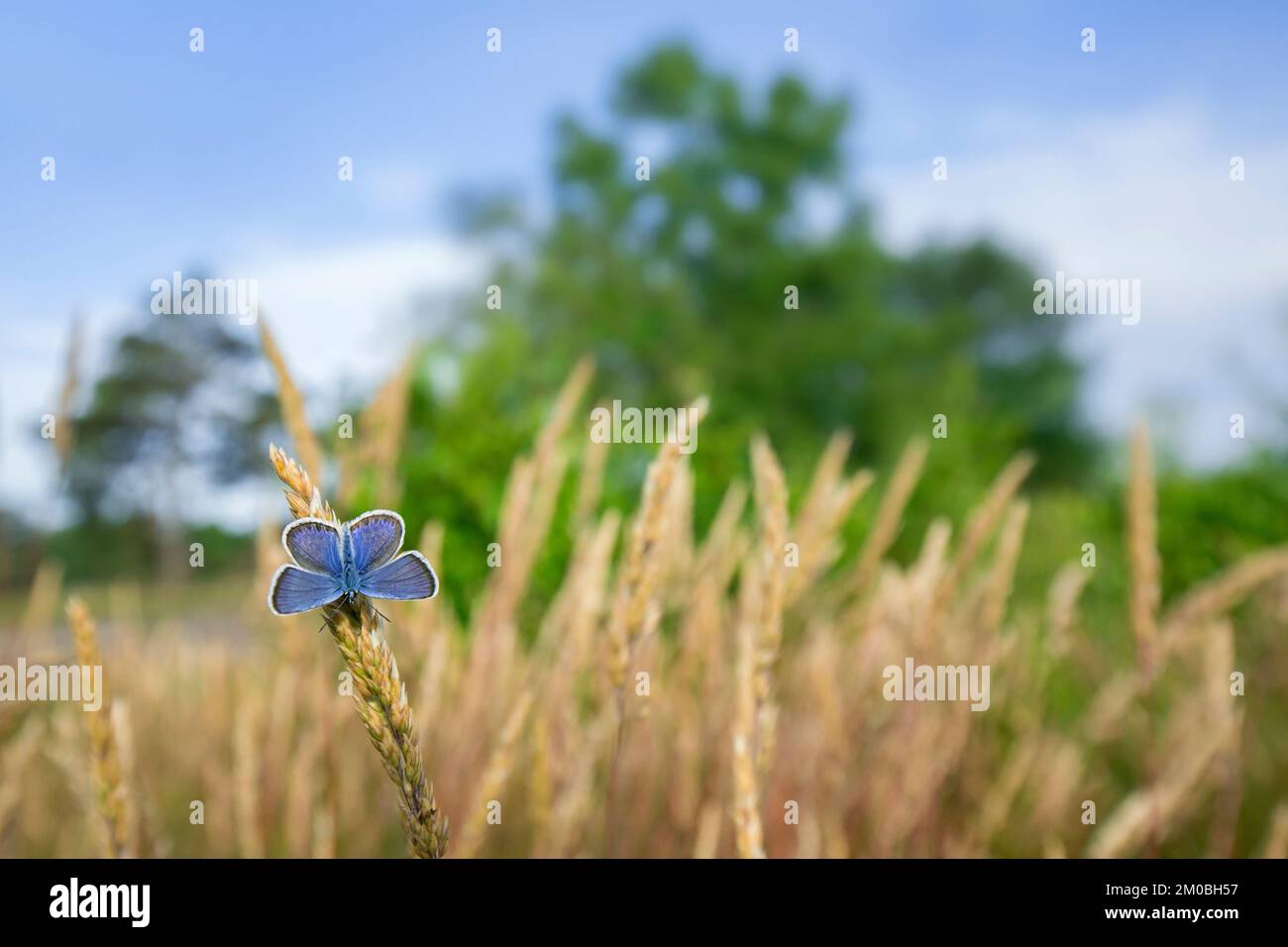 Silberbesetzter blauer (Plebejus argus) männlicher Schmetterling im Grasland im Sommer Stockfoto