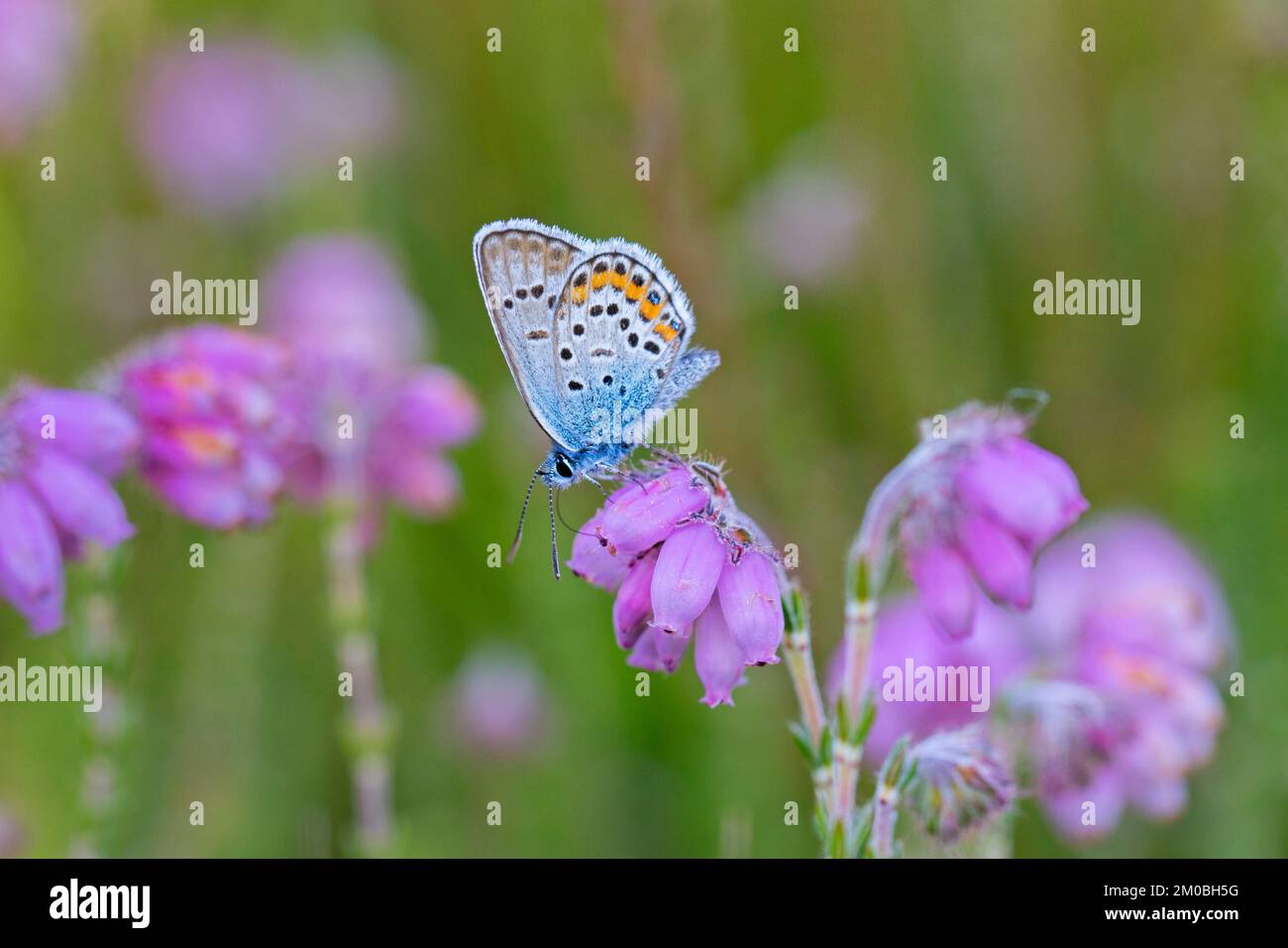 Silberbesetzter blauer (Plebejus argus) männlicher Schmetterling, der im Sommer in Heideland Nektar der Kreuzblättrigen Heide (Erica tetralix) füttert Stockfoto