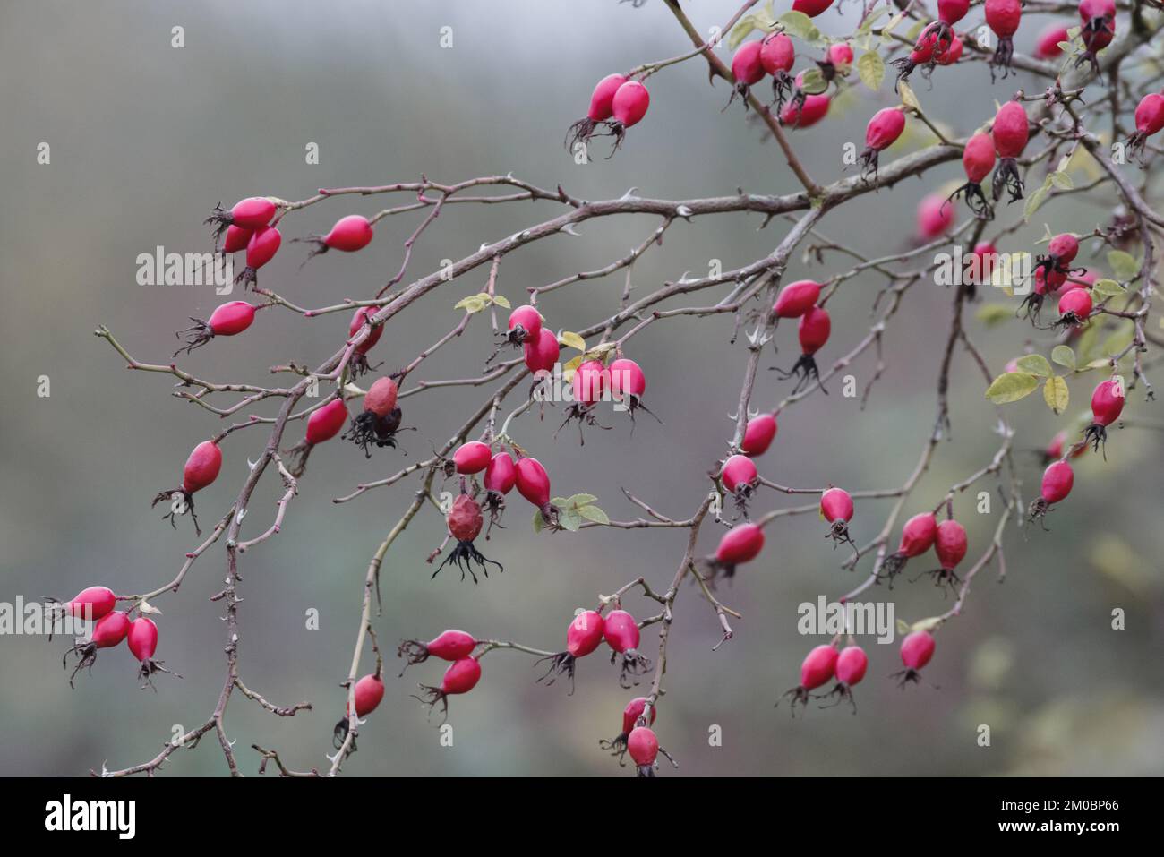Winter Rose Hips, Derbyshire, England Stockfoto