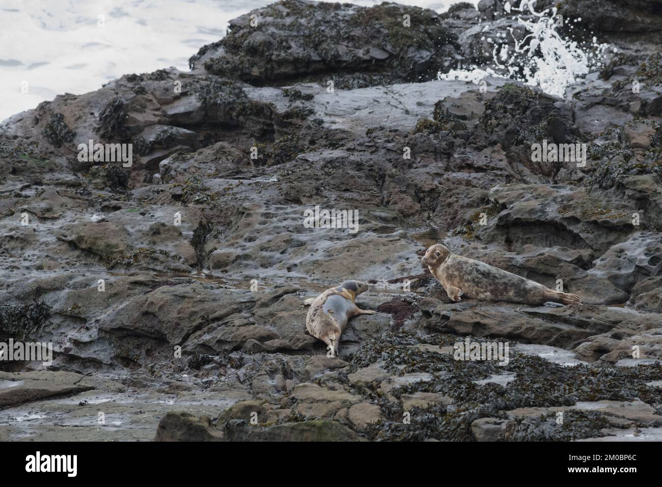 Seal an der Whitley Bay Coast, Northumberland Stockfoto