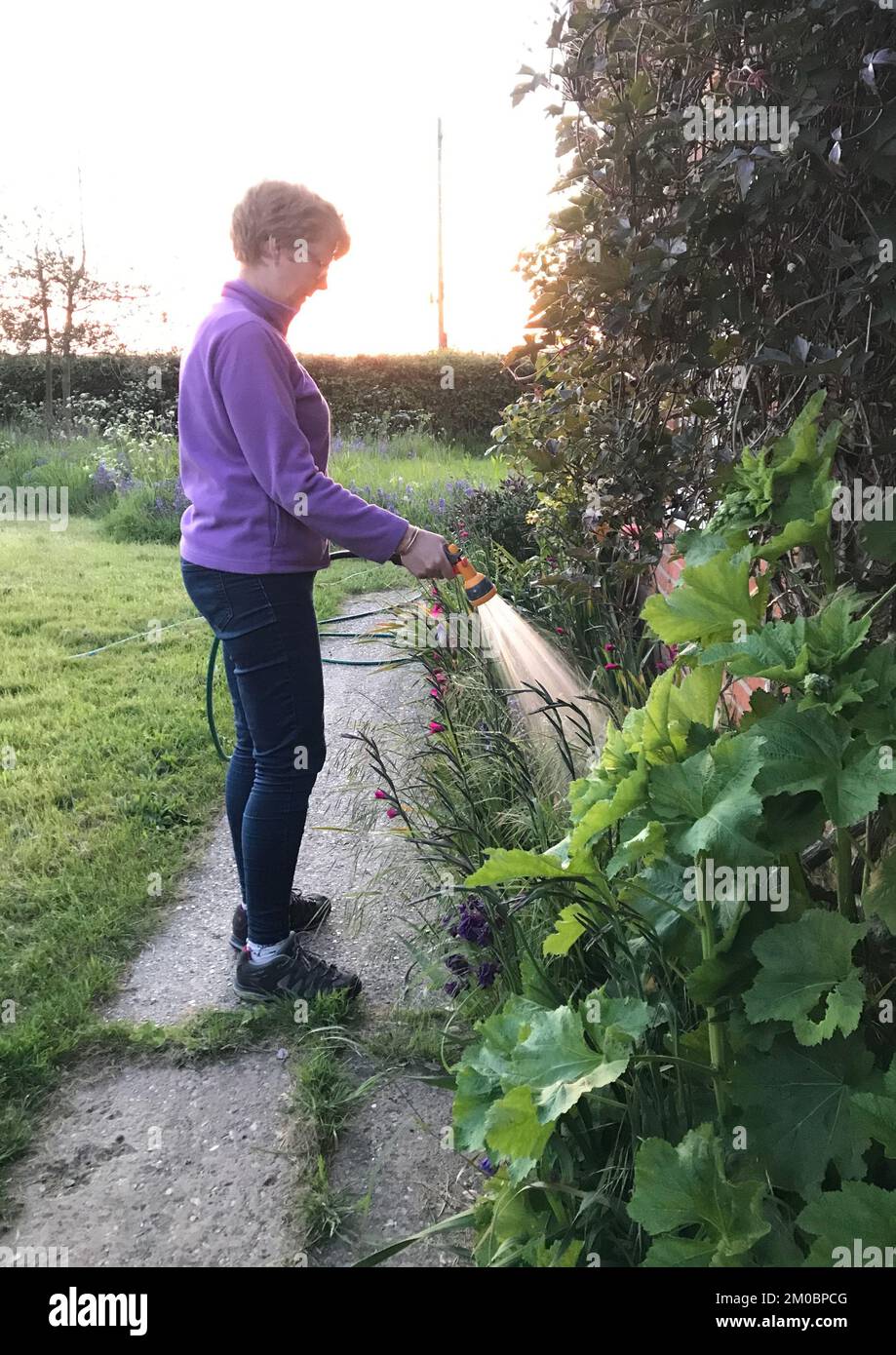 Bewässerung von Pflanzen mit einer Schlauchrohr-Sprühdüse im kühlen Abendlicht und der Sonne, die durch den Wasserstrahl reflektiert wird Stockfoto