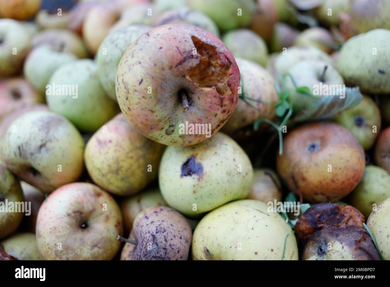 Eine Schubkarre voller fauler Äpfel Stockfoto