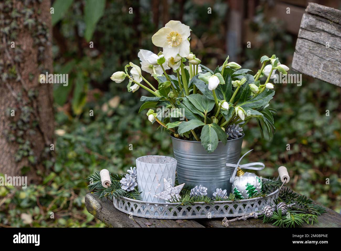 helleborus niger im Zinktopf als florale weihnachtsdekoration Stockfoto