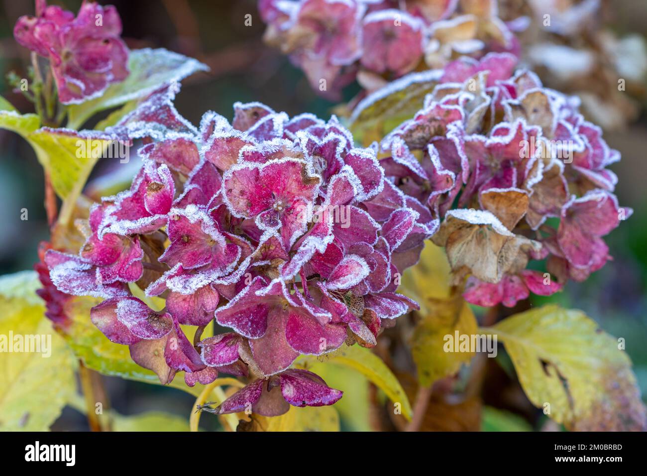 Rosa Hortensien mit weißem Frost im Wintergarten Stockfoto