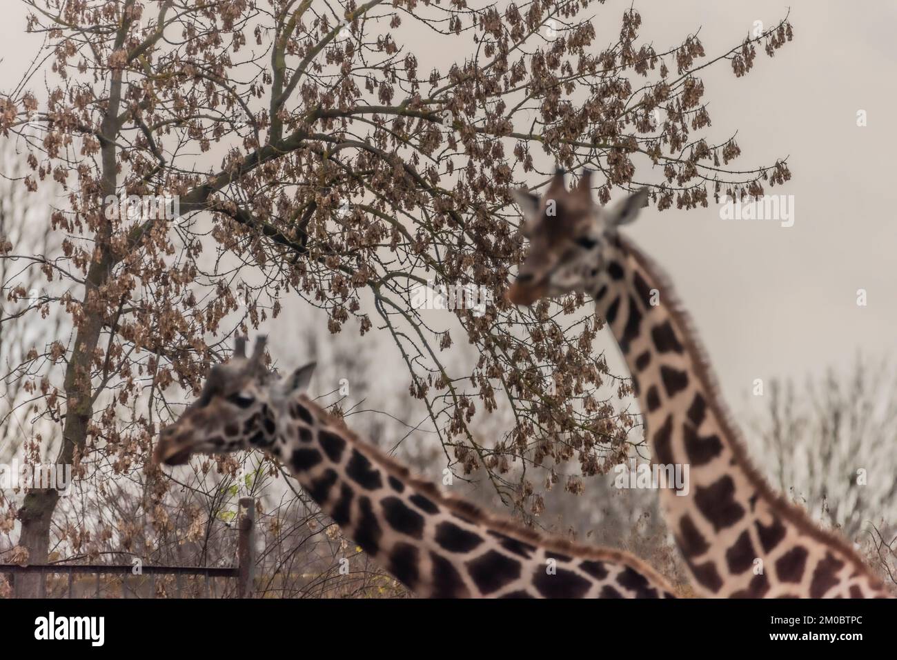 Giraffentier an dunklen Wintertagen in der Nähe großer Bäume Stockfoto