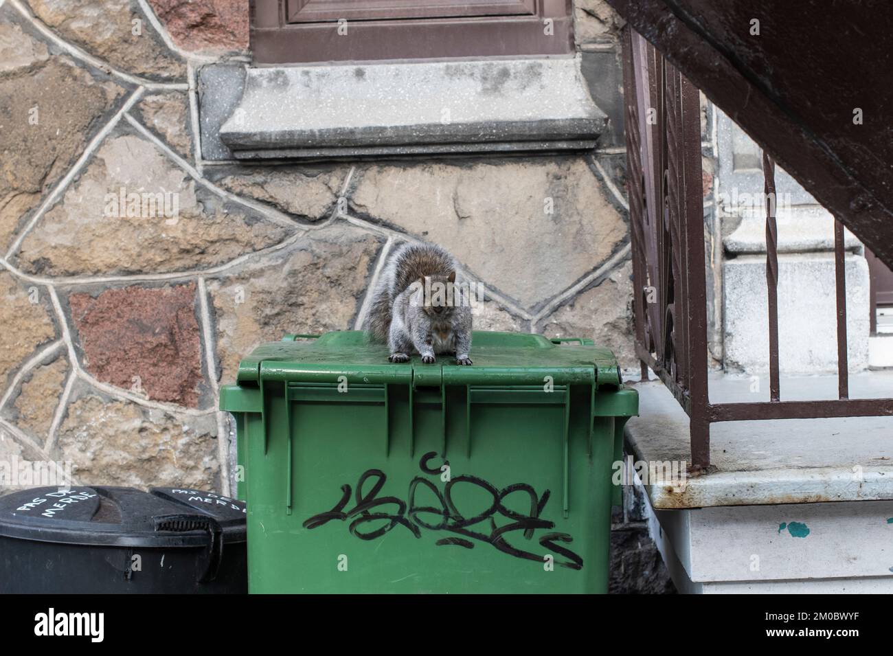 Graues Eichhörnchen auf Abfalleimer für organische Stoffe in Hochelaga in Montreal, Quebec, Kanada Stockfoto