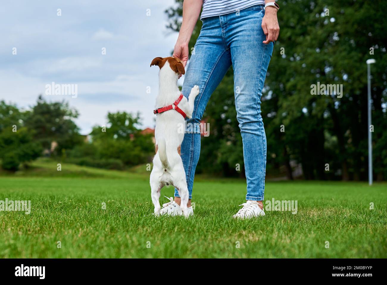 Eine Frau, die auf dem grünen Feld mit einem Hund spielt, den Hund aus den Händen füttert. Haustier, das den Besitzer um eine Belohnung bat. Leckeres Essen für gutes Hundeverhalten, Beziehung zum Haustier Stockfoto