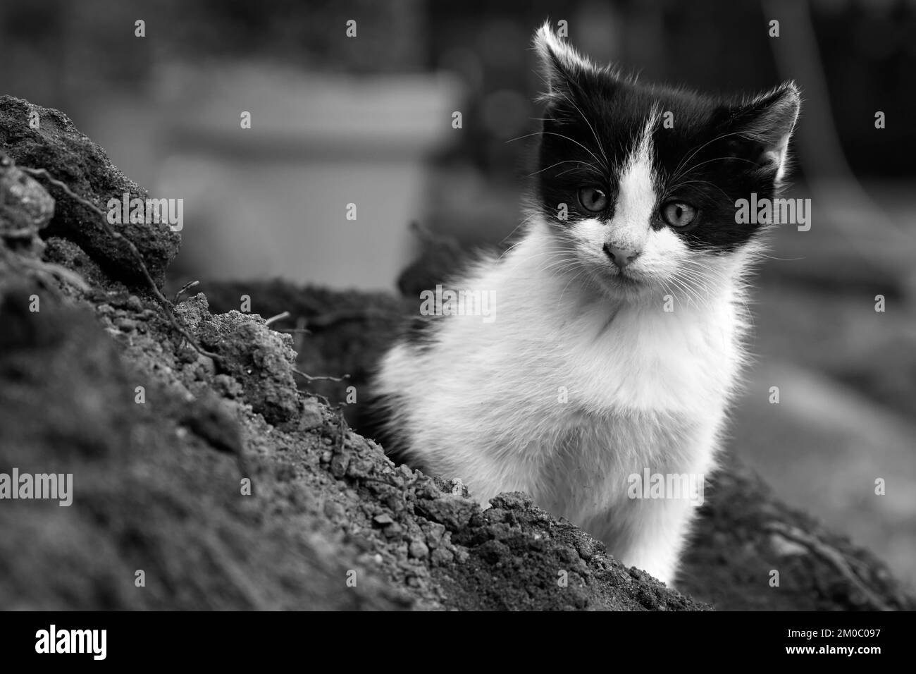 Kätzchen spielt draußen in Schwarz-Weiß Stockfoto