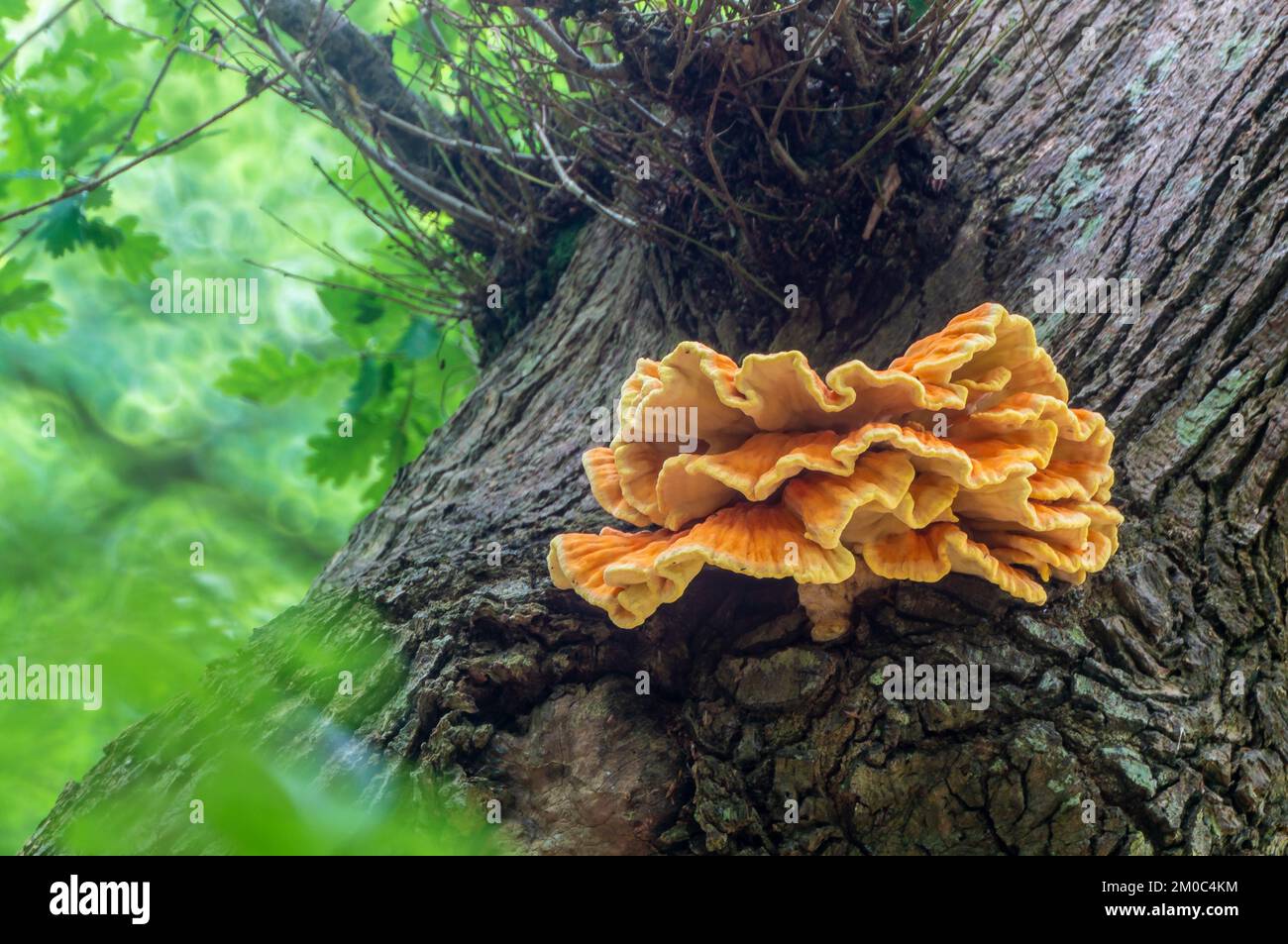 Brathähnchen-Pilz auf einer Eiche Stockfoto